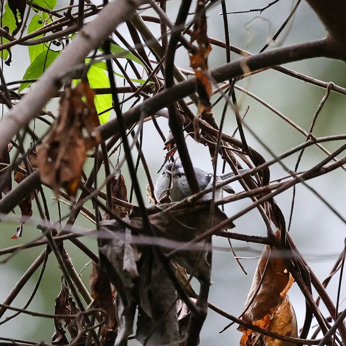 Kara Başlı Karıncaçıvgını - ML646040096