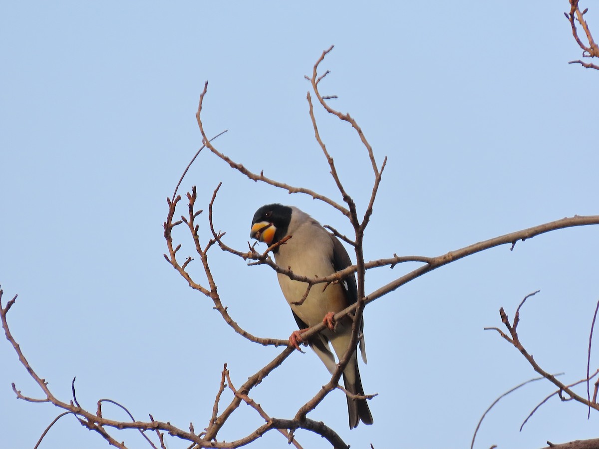 Yellow-billed Grosbeak - ML646040100