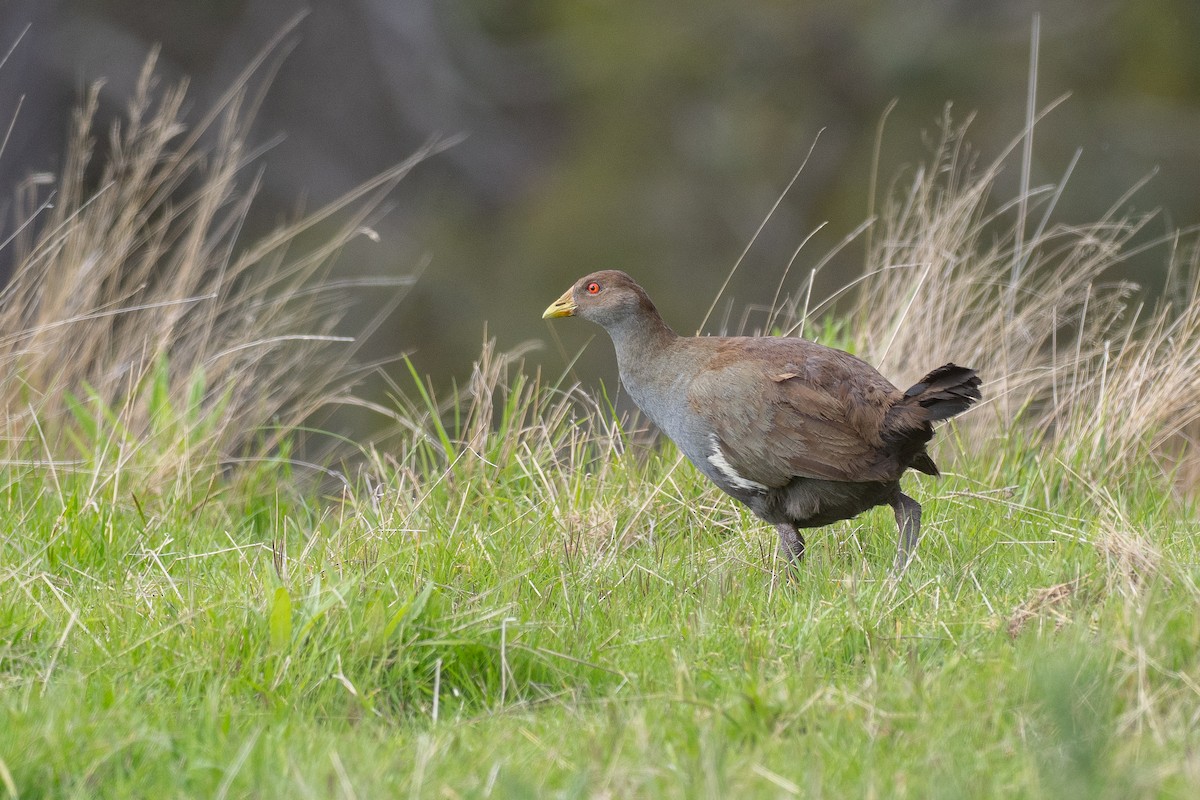 タスマニアオグロバン - ML646040116