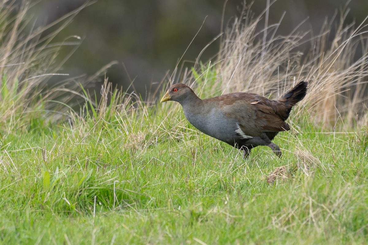 Tasmanian Nativehen - ML646040117