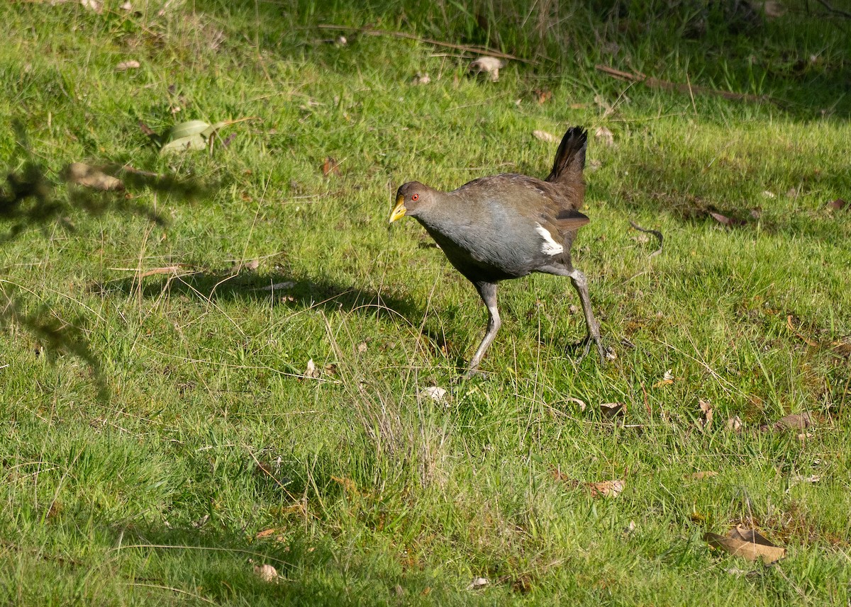 Курочка тасманійська - ML646040118