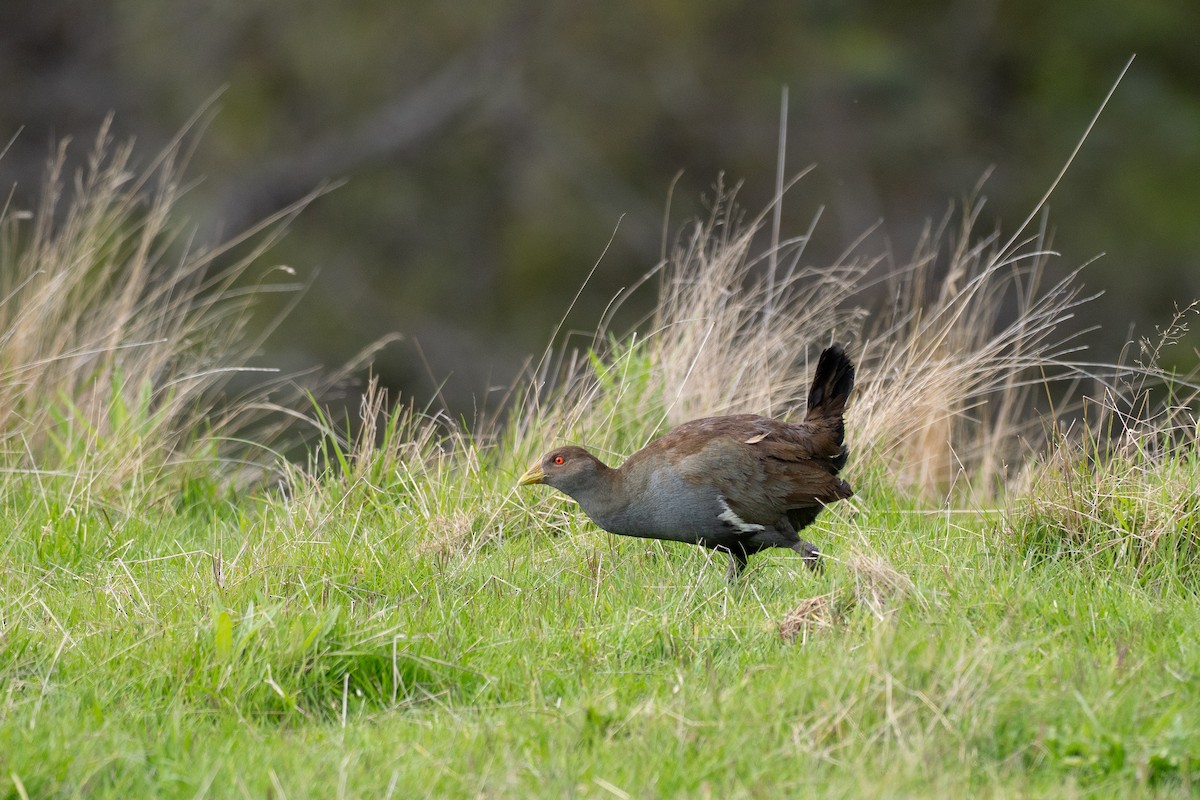 Курочка тасманійська - ML646040119
