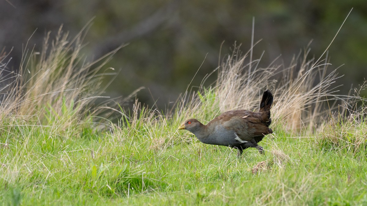 Tasmanian Nativehen - ML646040120