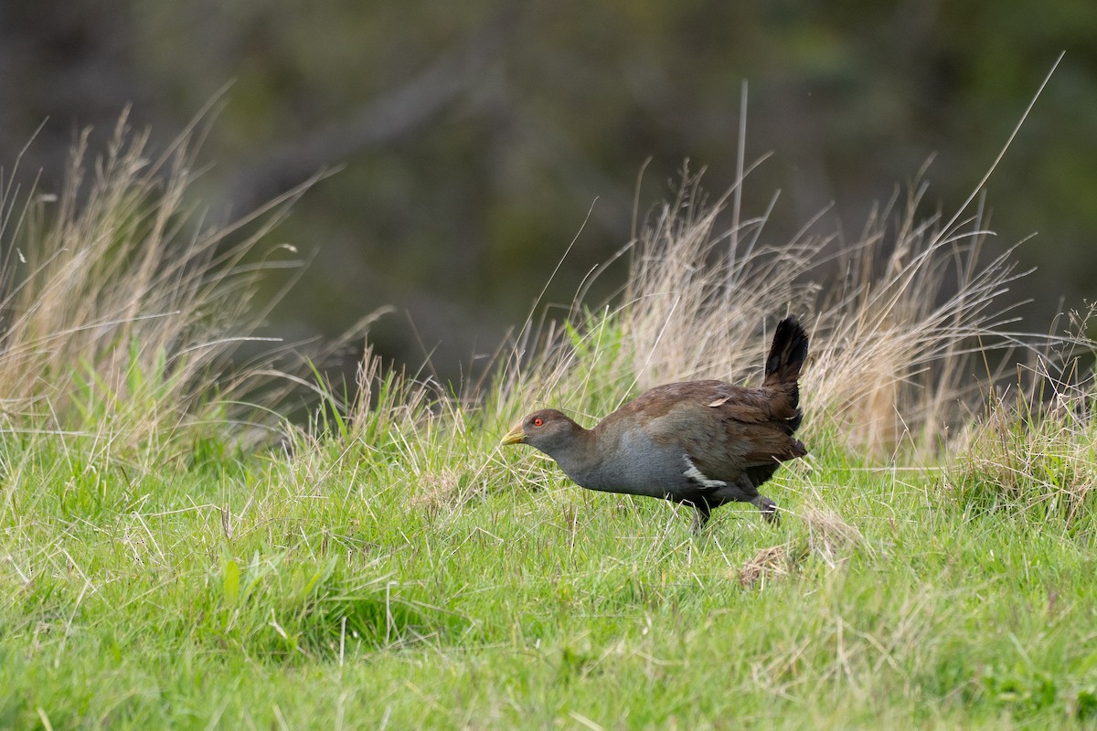 Курочка тасманійська - ML646040121