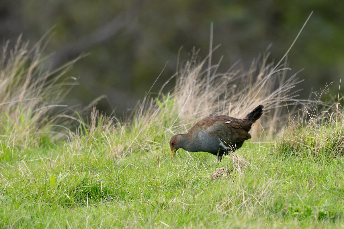 Курочка тасманійська - ML646040122