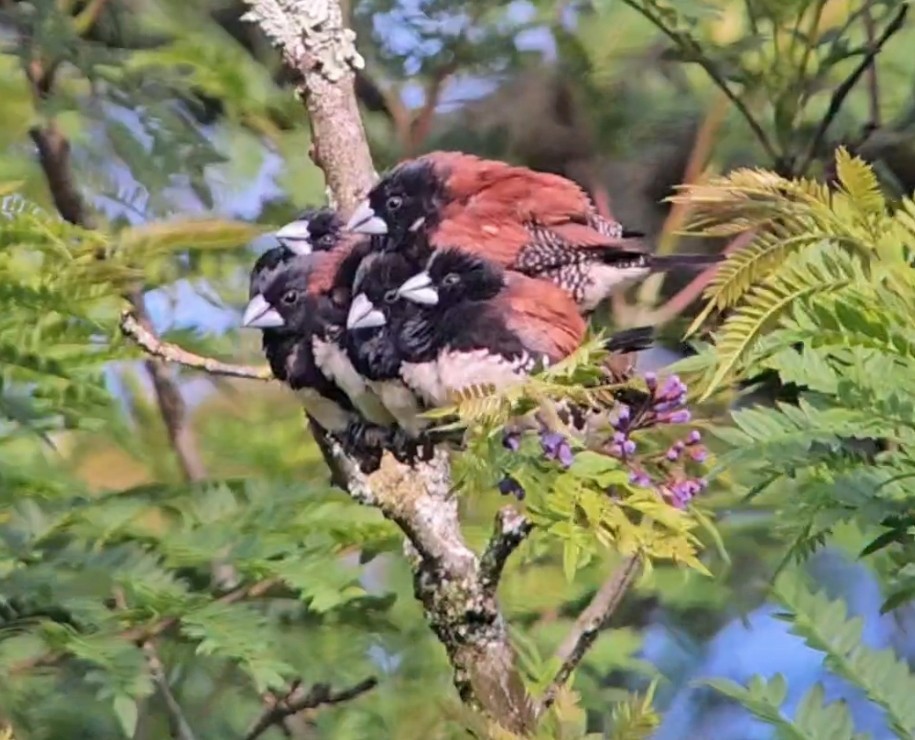 Black-and-white Mannikin (Red-backed) - ML646040124
