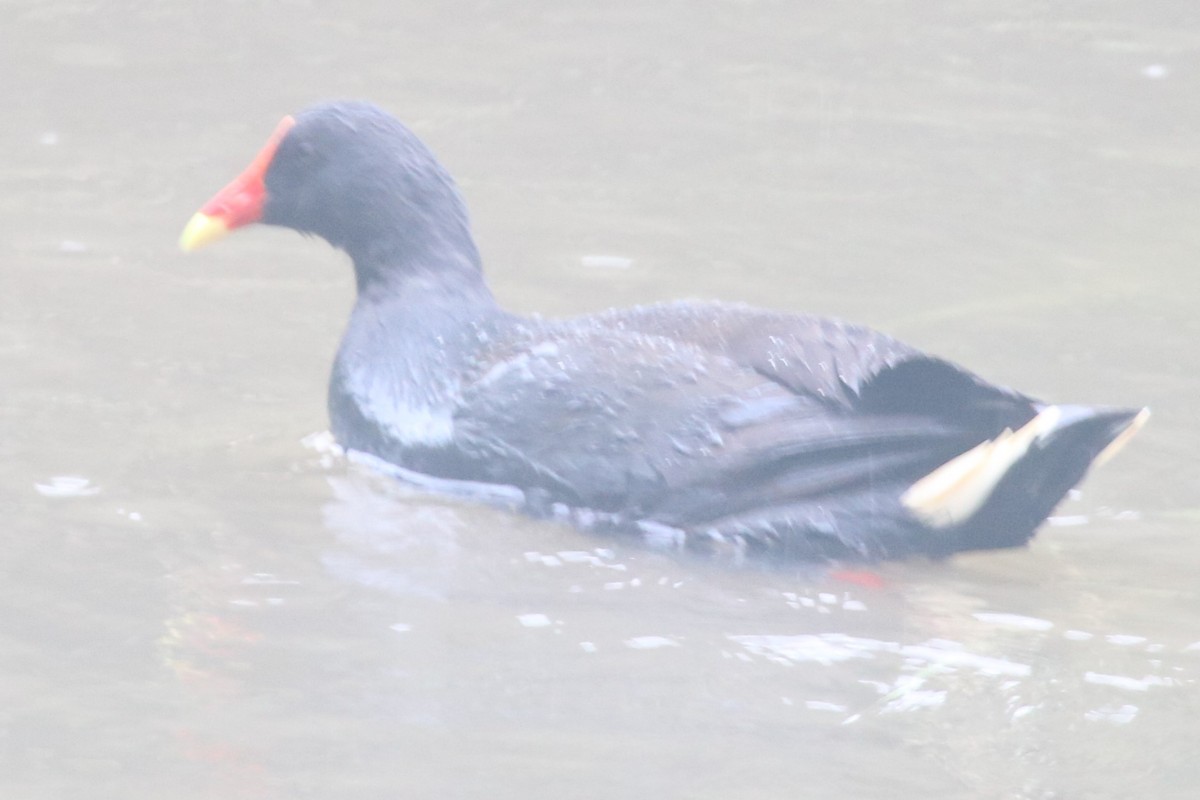 ネッタイバン - ML646040125