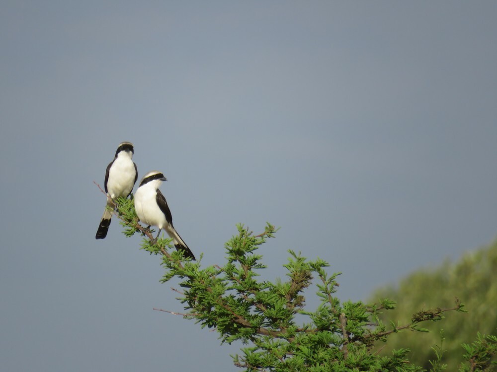 ハグロオナガモズ - ML646040129