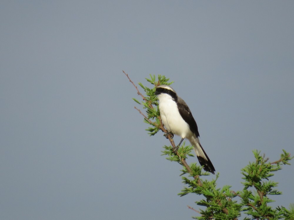 ハグロオナガモズ - ML646040130