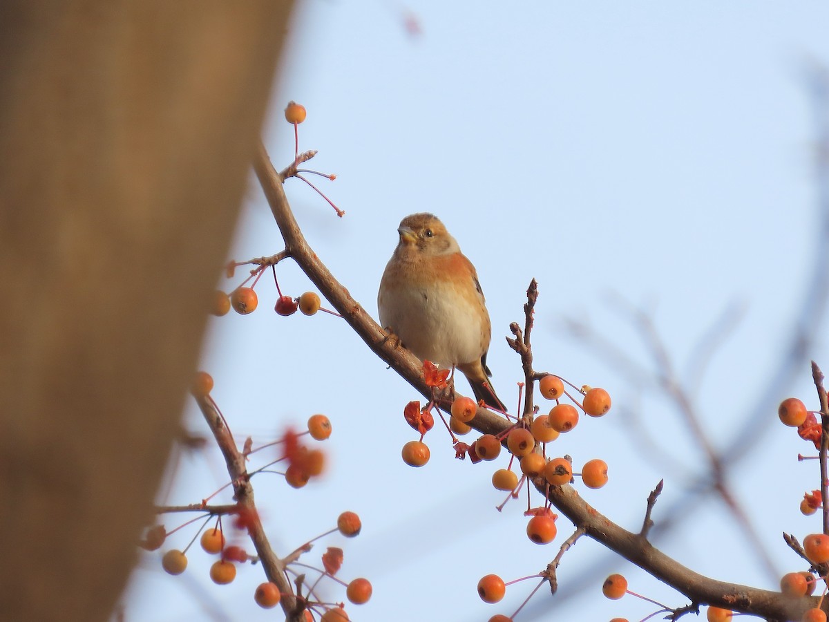 アトリ - ML646040131