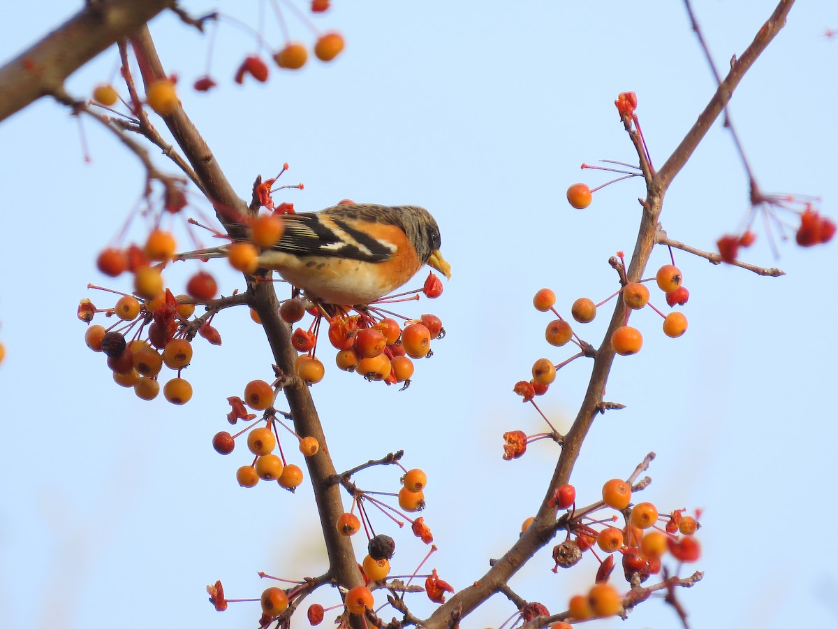 アトリ - ML646040132