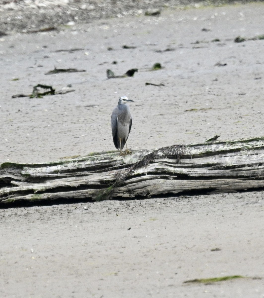 カオジロサギ - ML646040133