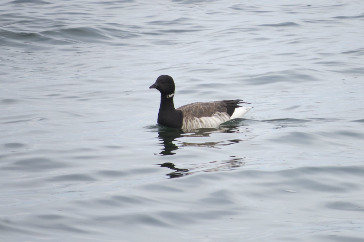 コクガン（hrota） - ML646040136