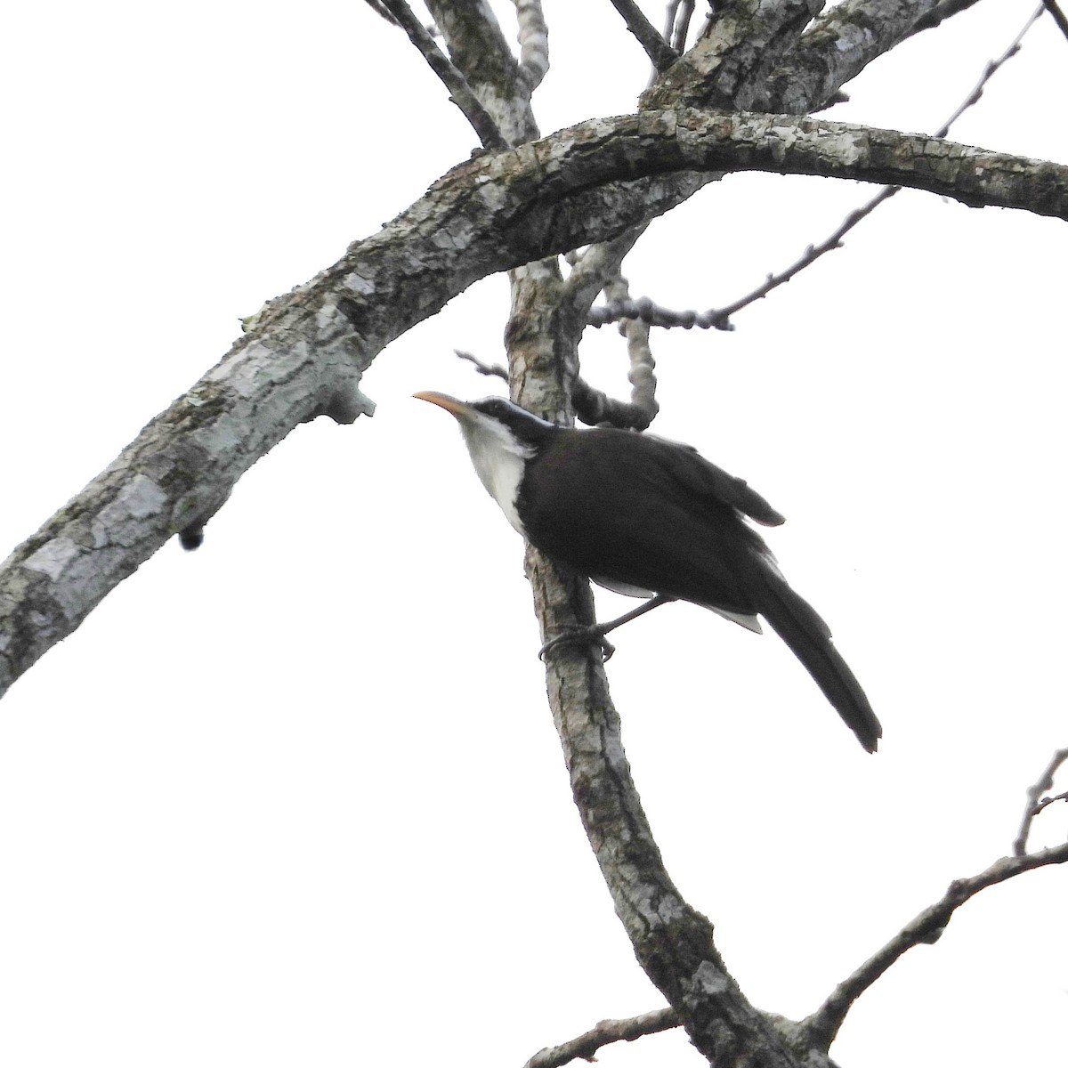 インドマミジロマルハシ - ML646040137