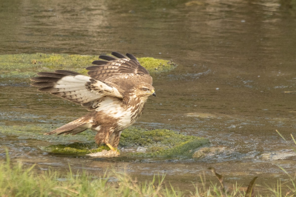 ニシオオノスリ - ML646040138