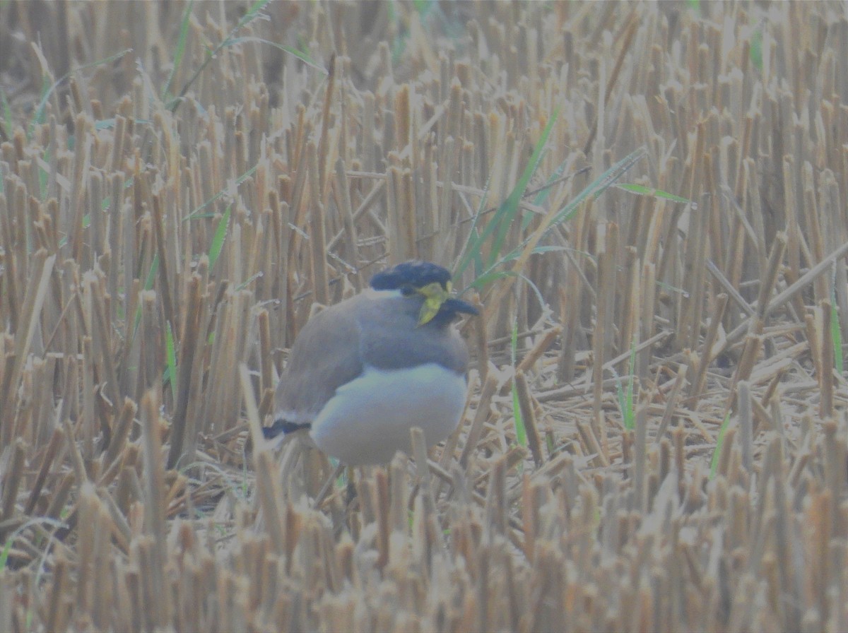 キトサカゲリ - ML646040139