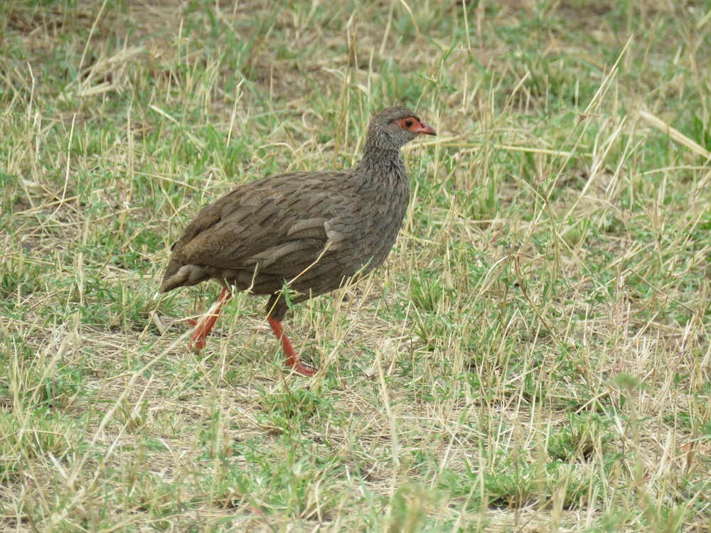 アカノドシャコ - ML646040140