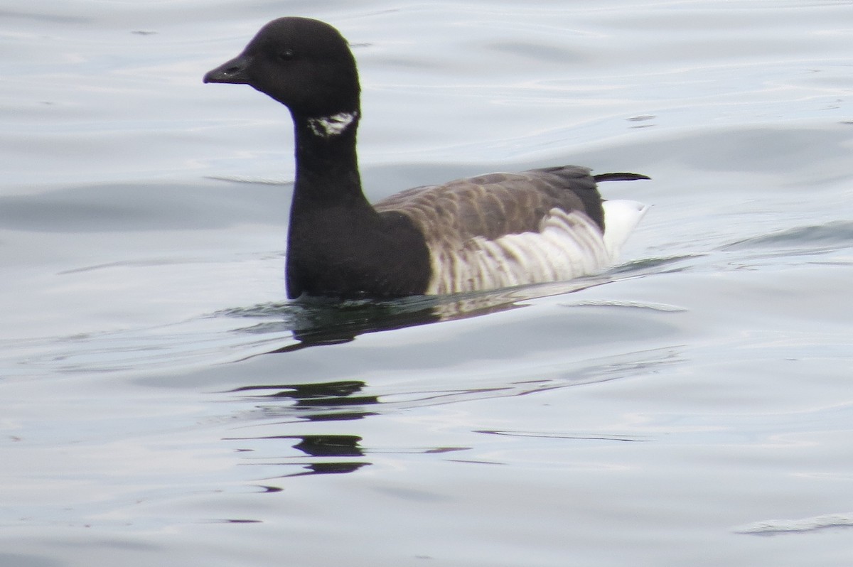 コクガン（hrota） - ML646040141