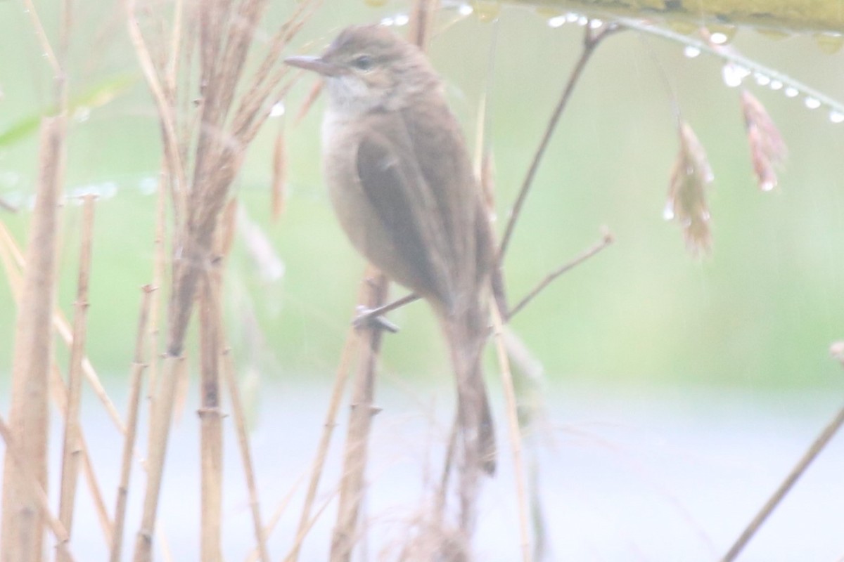 オーストラリアヨシキリ - ML646040145