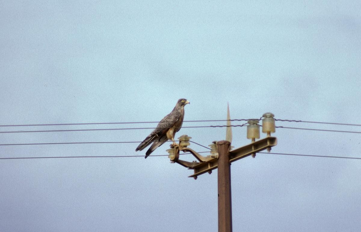 アフリカサシバ - ML646040146