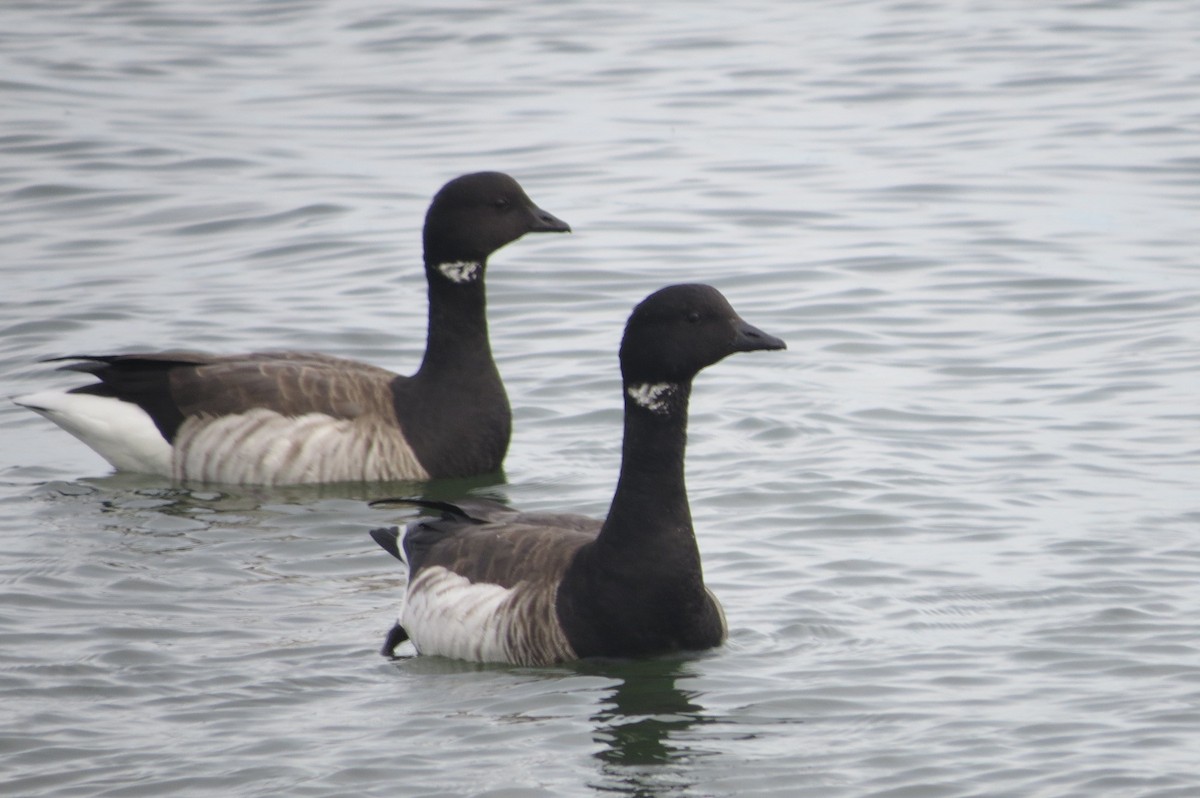 コクガン（hrota） - ML646040150