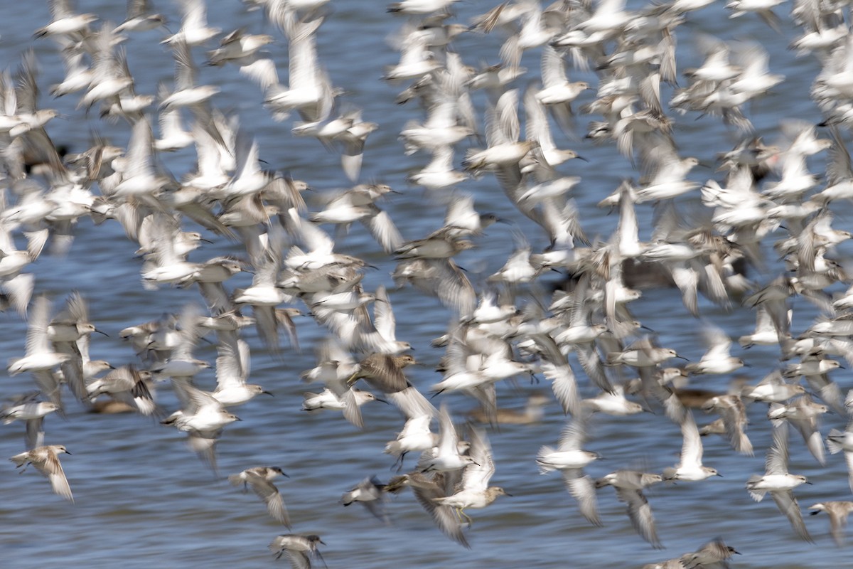 トウネン - ML646040153