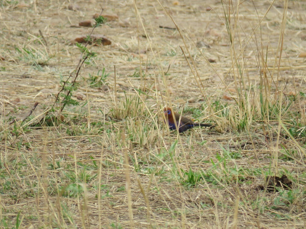 ムラサキトキワスズメ - ML646040156