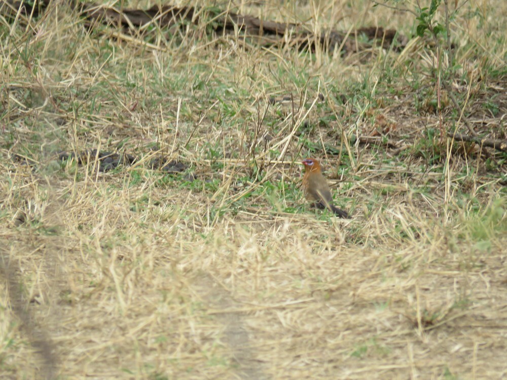 ムラサキトキワスズメ - ML646040157