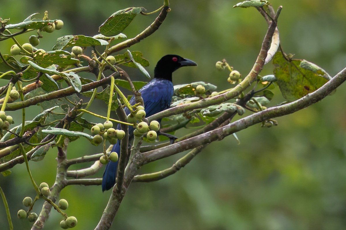 テリカラスフウチョウ - ML646040159