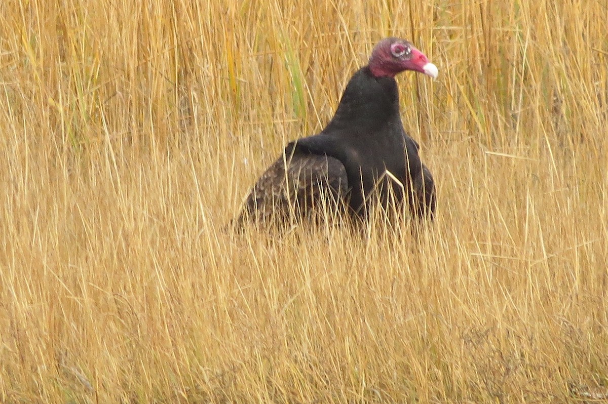 ヒメコンドル - ML646040161