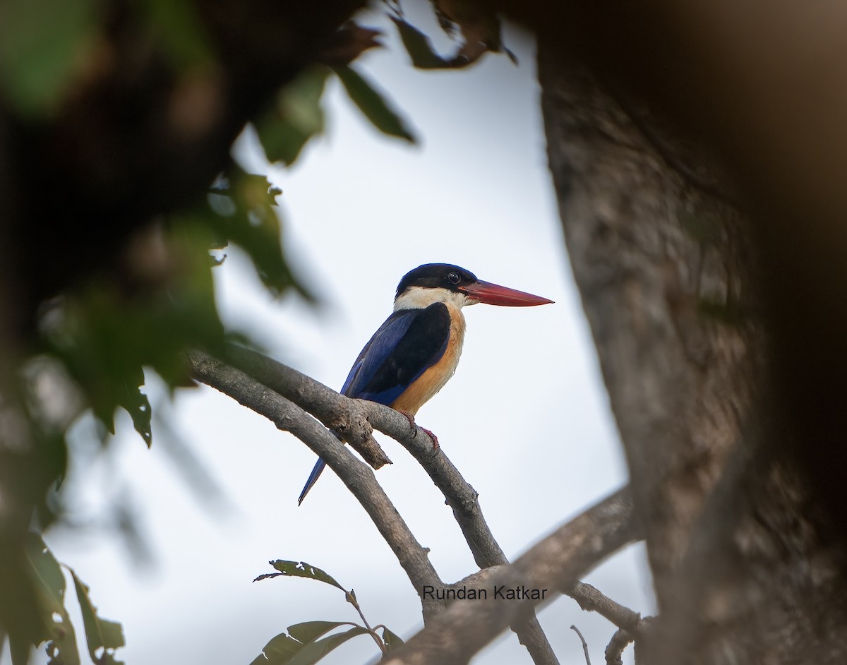 Black-capped Kingfisher - ML646040162