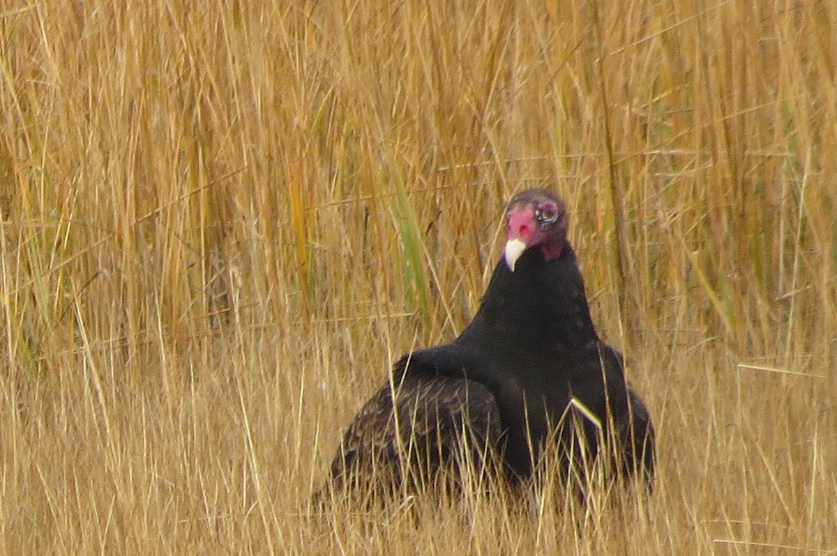 ヒメコンドル - ML646040163