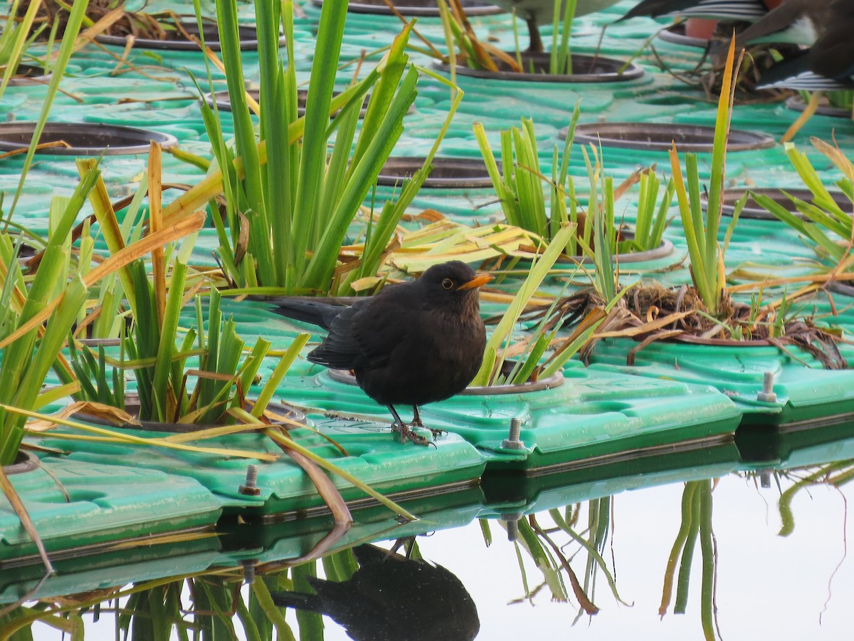 クロウタドリ - ML646040164
