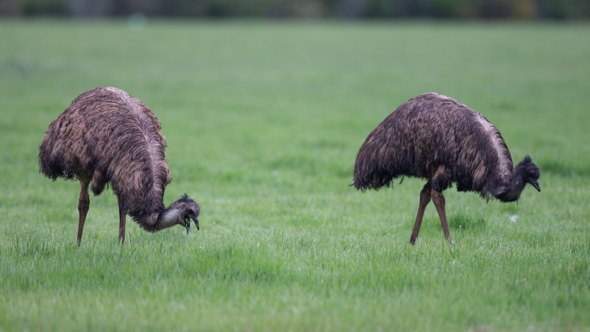 エミュー - ML646040165