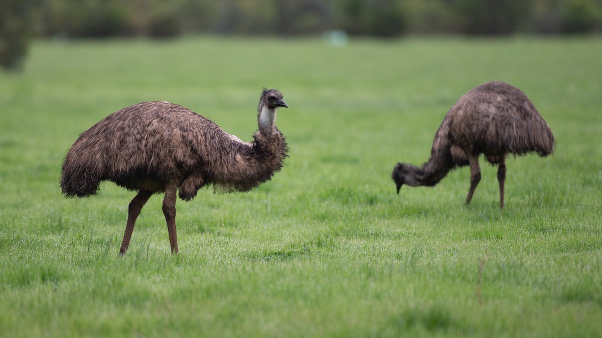 エミュー - ML646040166