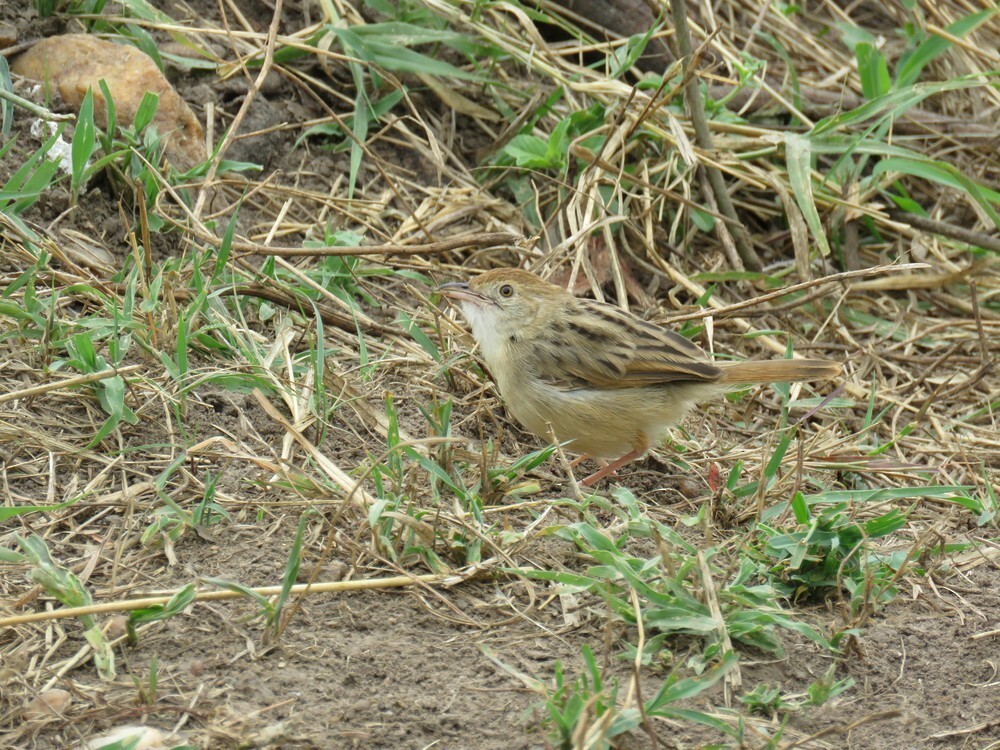 アフリカセッカ - ML646040168