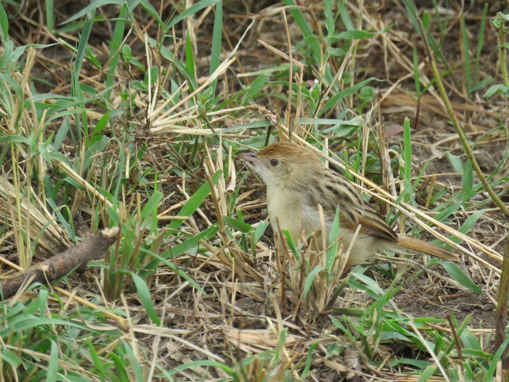 アフリカセッカ - ML646040169