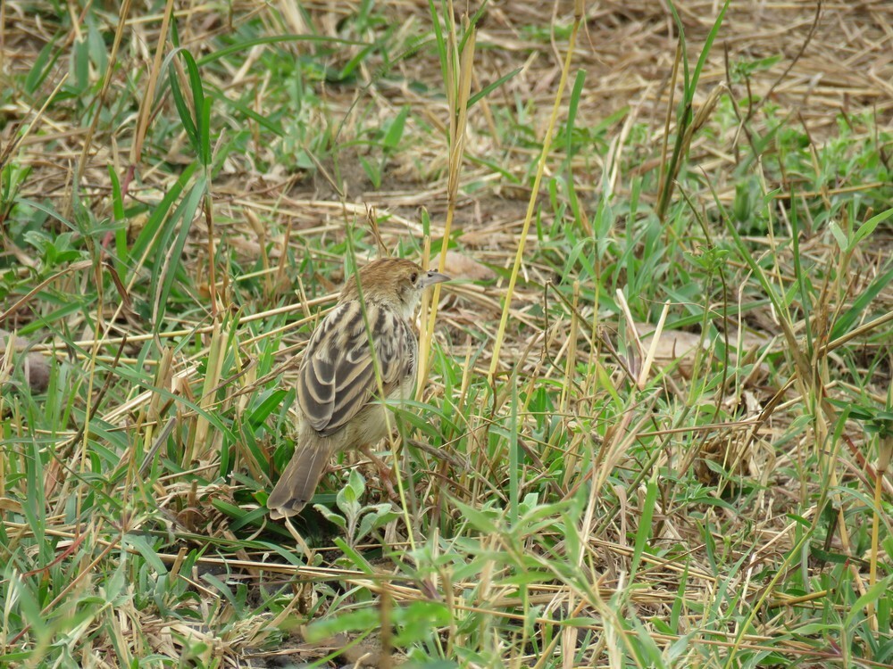 アフリカセッカ - ML646040170