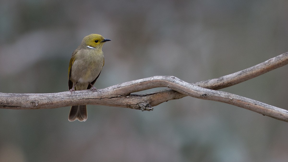 White-plumed Honeyeater - ML646040197