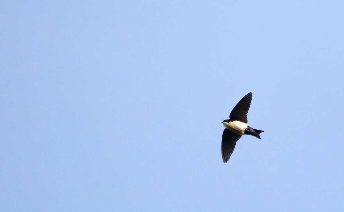 アイイロツバメ - ML646040201