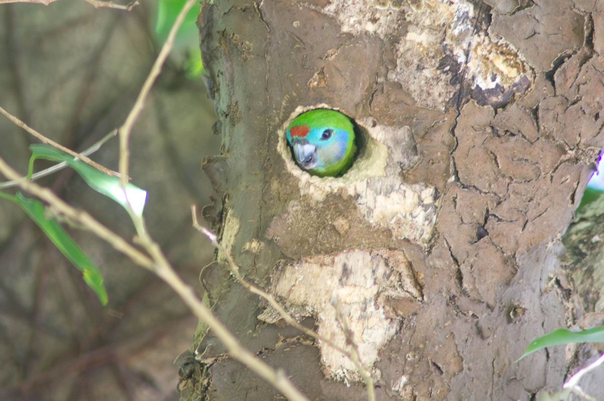 イチジクインコ - ML646040207