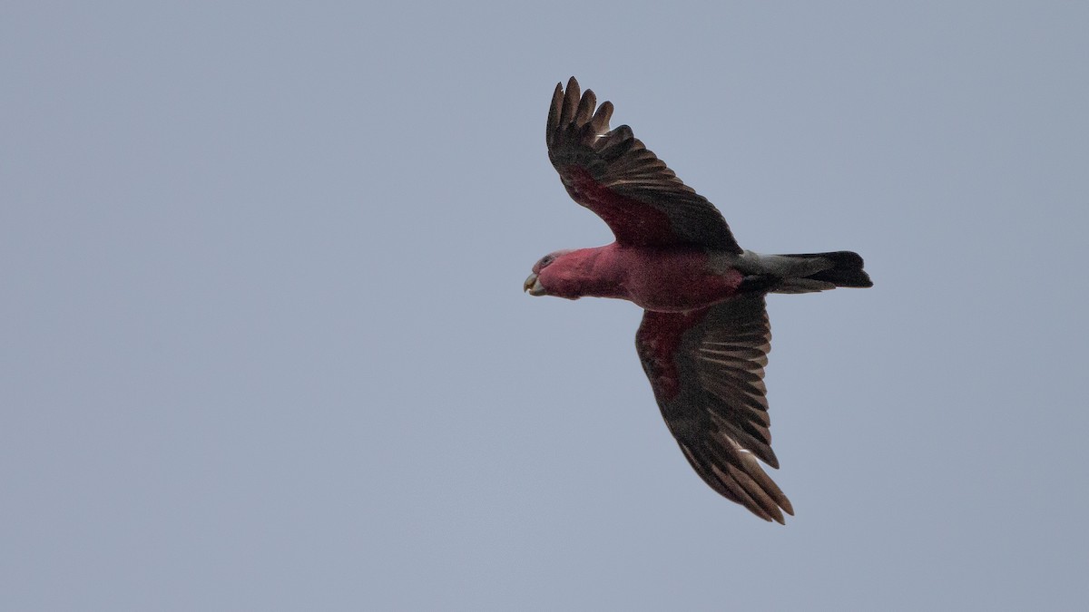 モモイロインコ - ML646040208