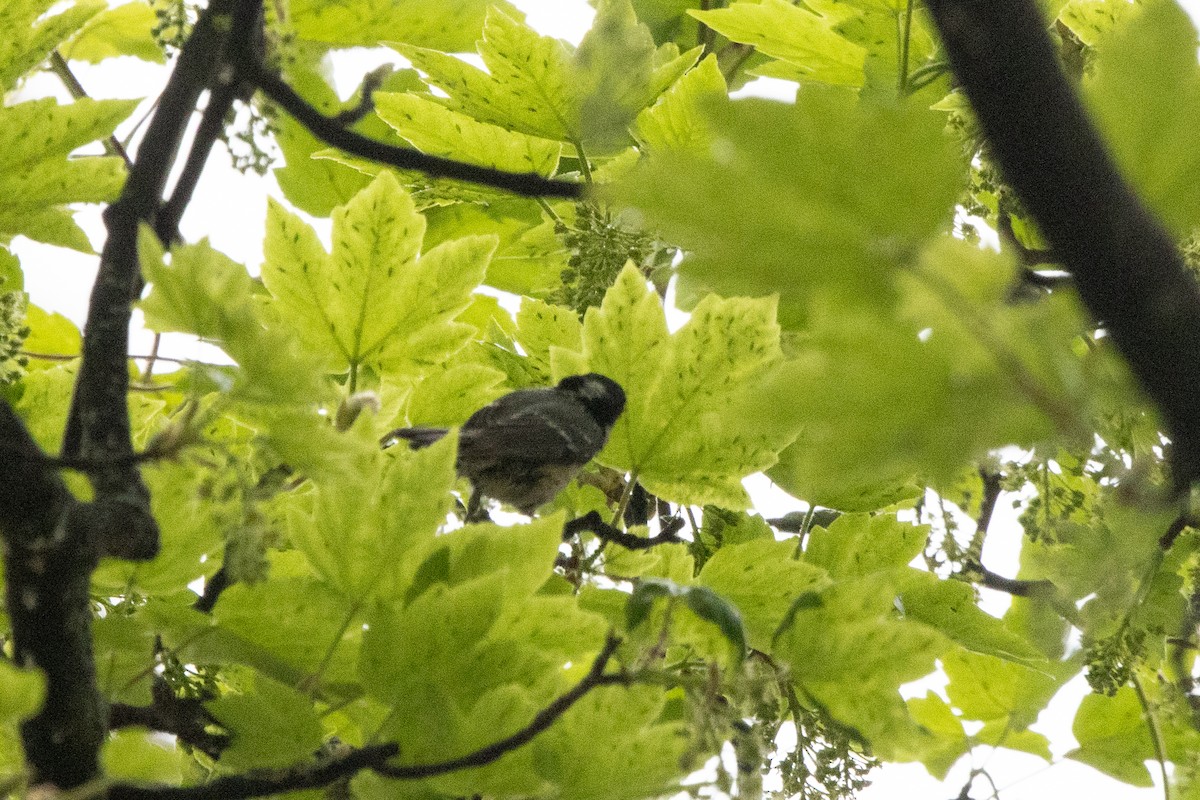 ヒガラ（britannicus／hibernicus） - ML646040209