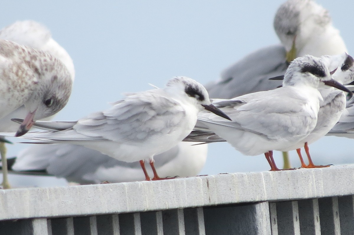 メリケンアジサシ - ML646040211