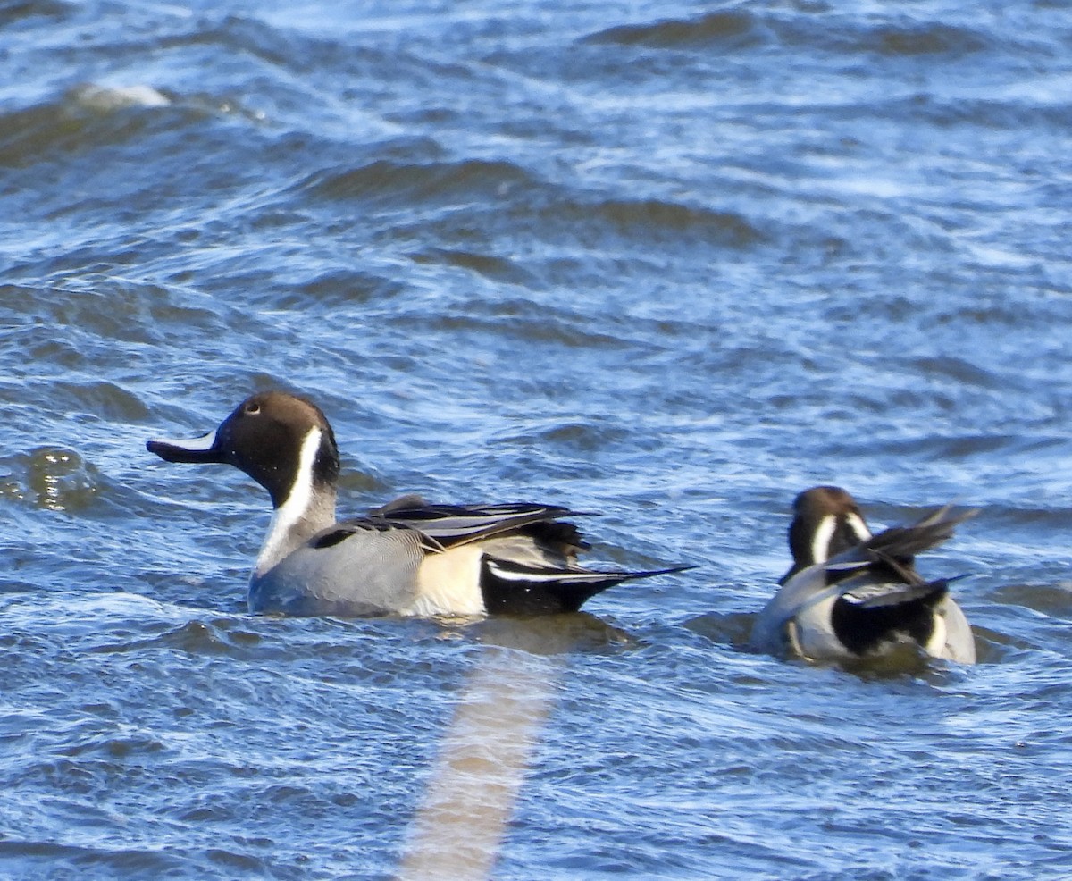 オナガガモ - ML646040212