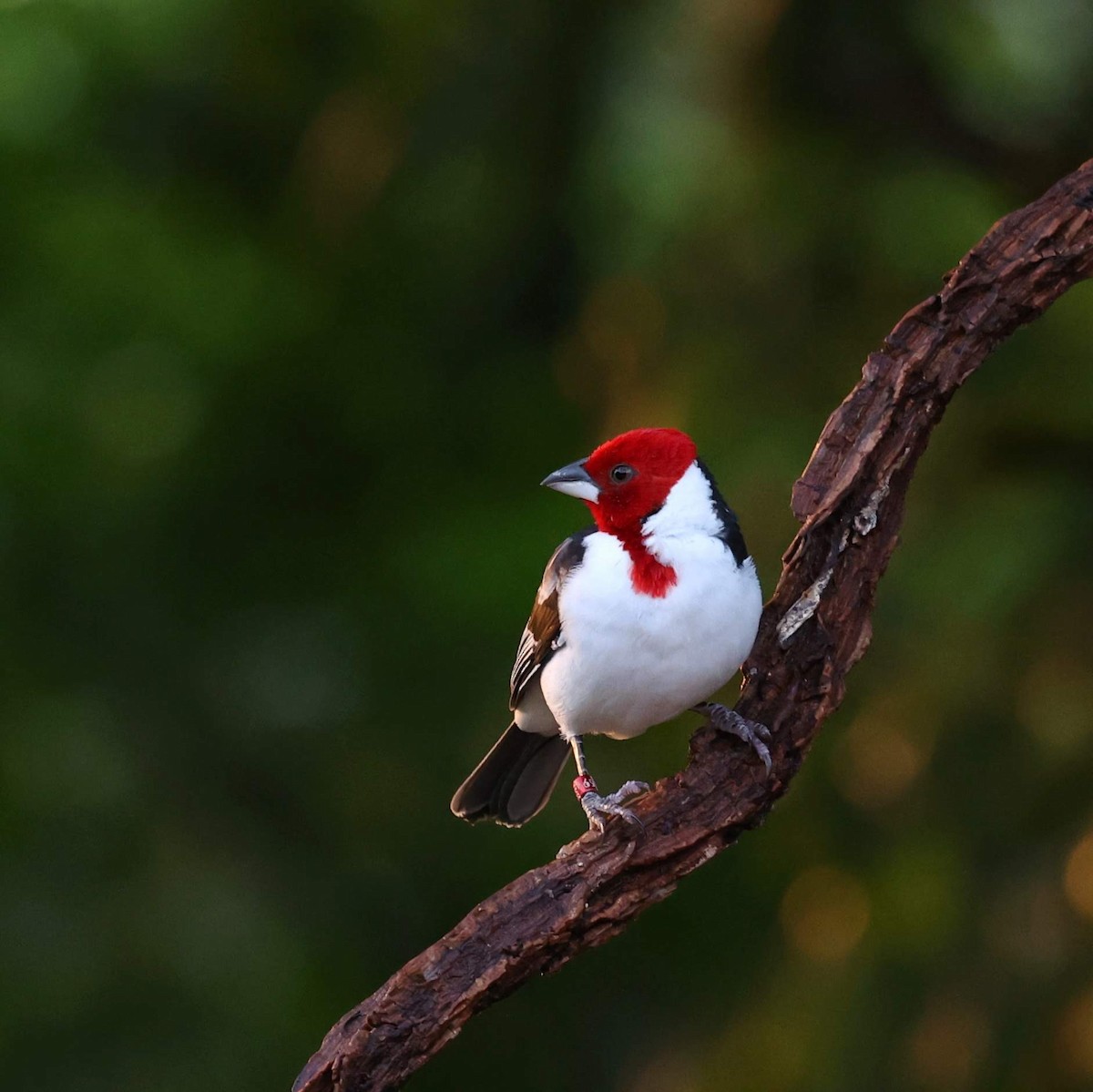 エリフコウカンチョウ - ML646040215