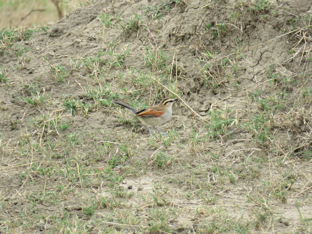 チャガシラヤブモズ - ML646040219