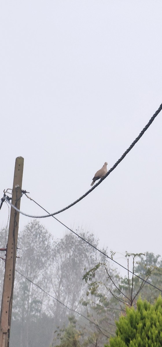 シラコバト - ML646040222