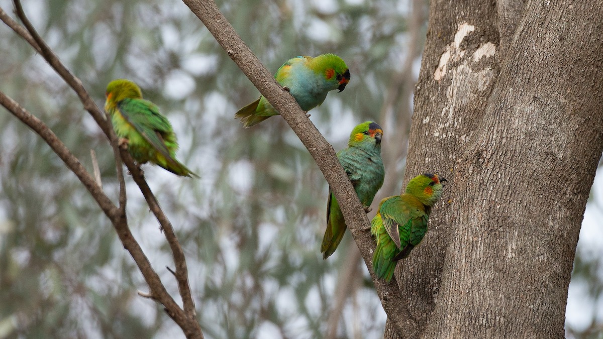 ムラサキガシラジャコウインコ - ML646040224