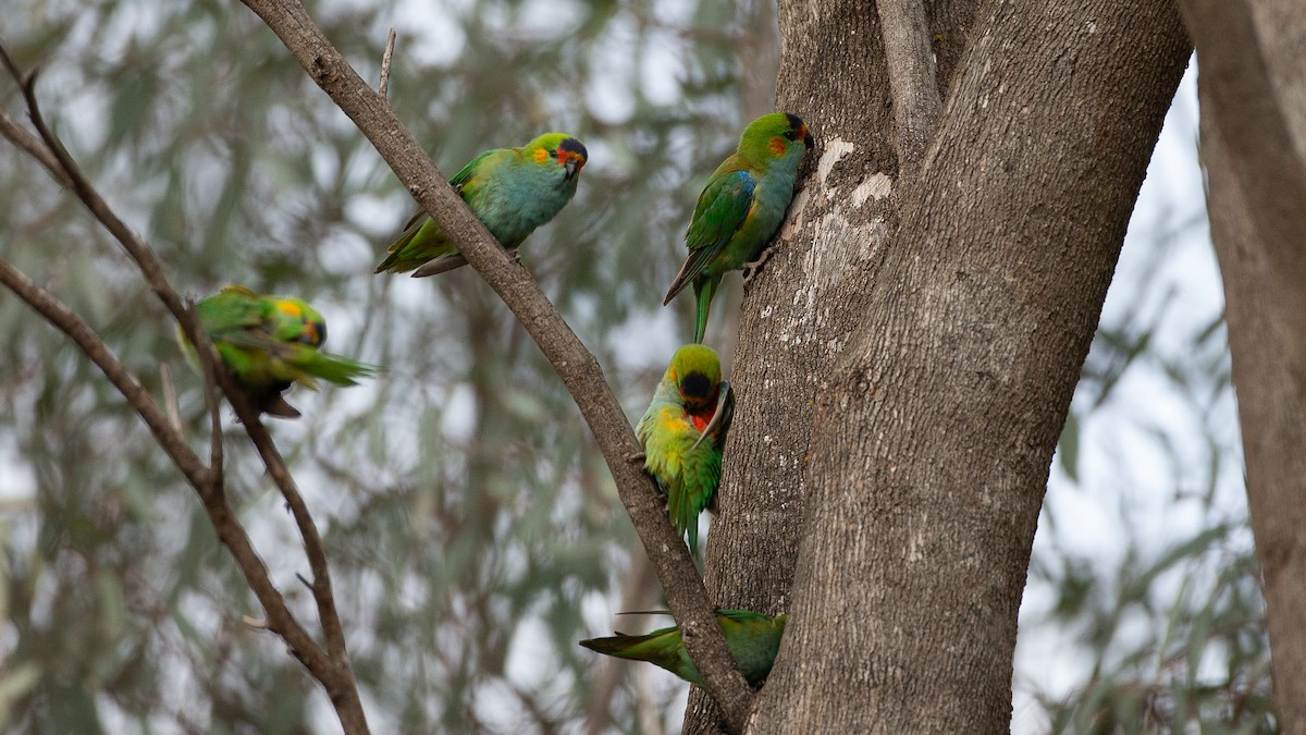 ムラサキガシラジャコウインコ - ML646040225